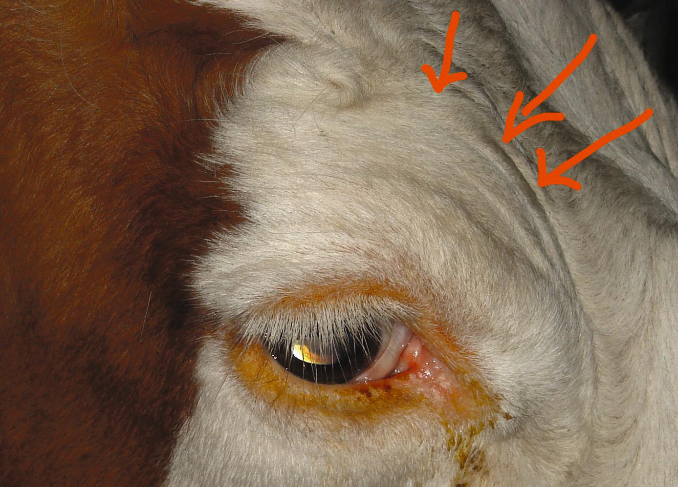 La vache a des plis cutanés au-dessus de la paupière supérieure.