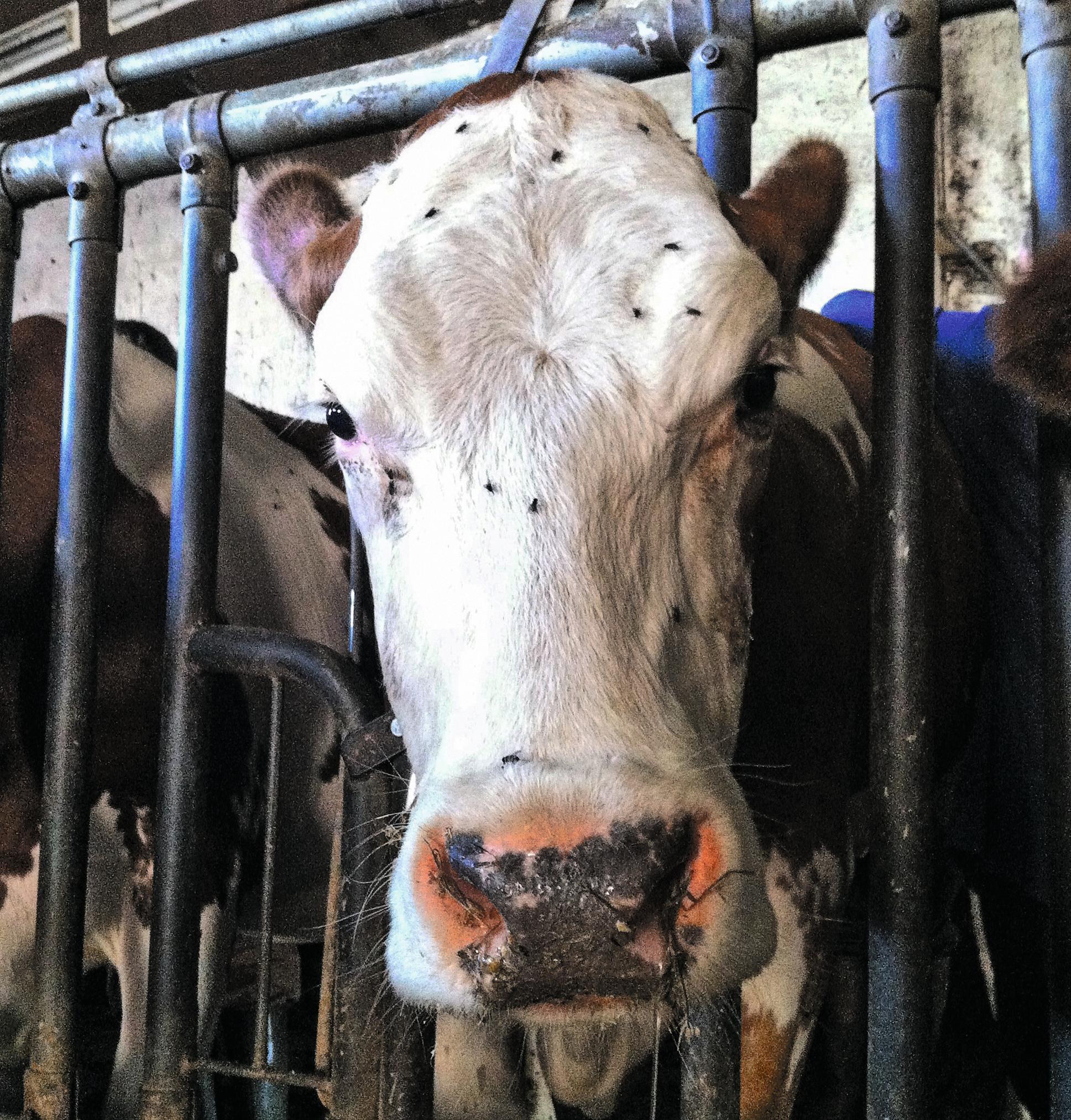 La vache regarde dans le vide et «a l’air pensive».