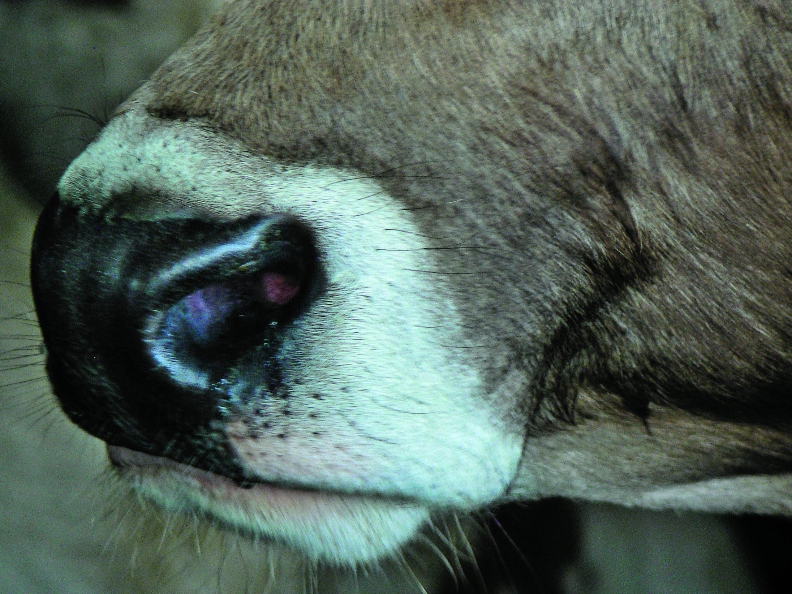 La vache grince des dents en cas de fortes douleurs.