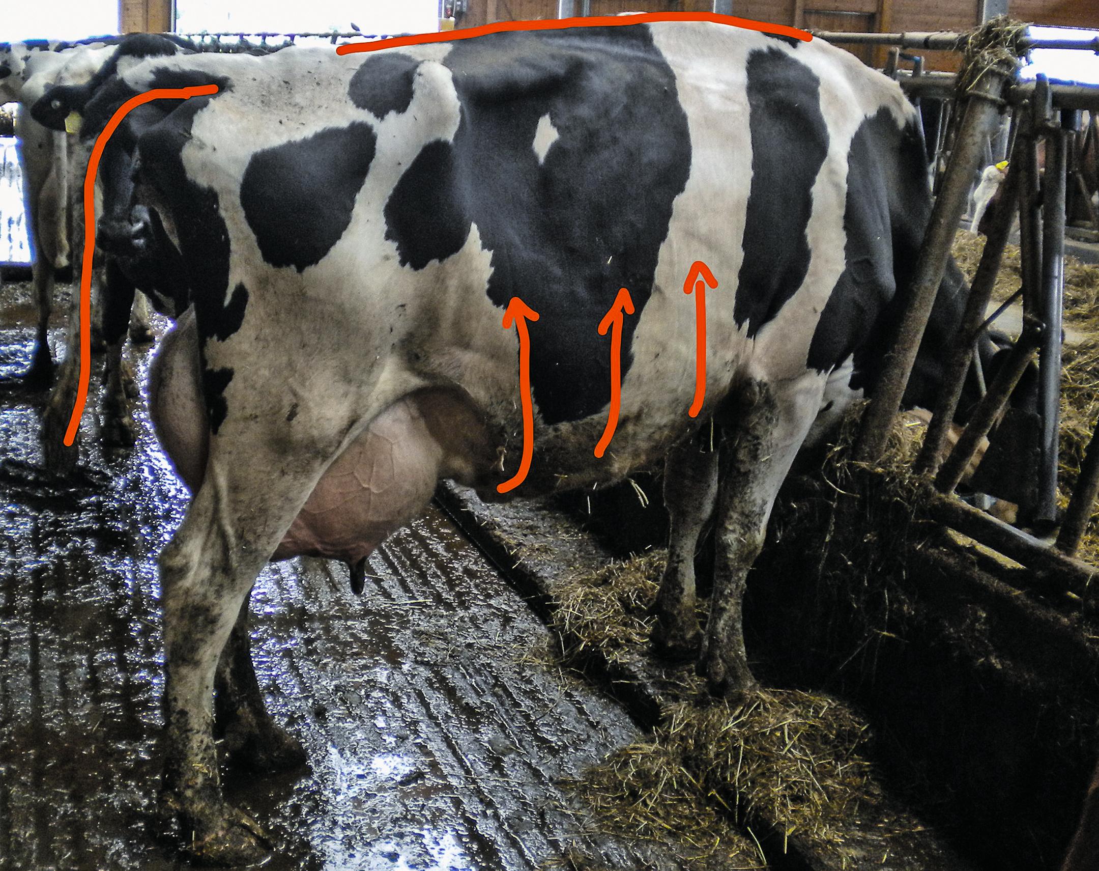 La vache relève le dos et remonte le ventre.