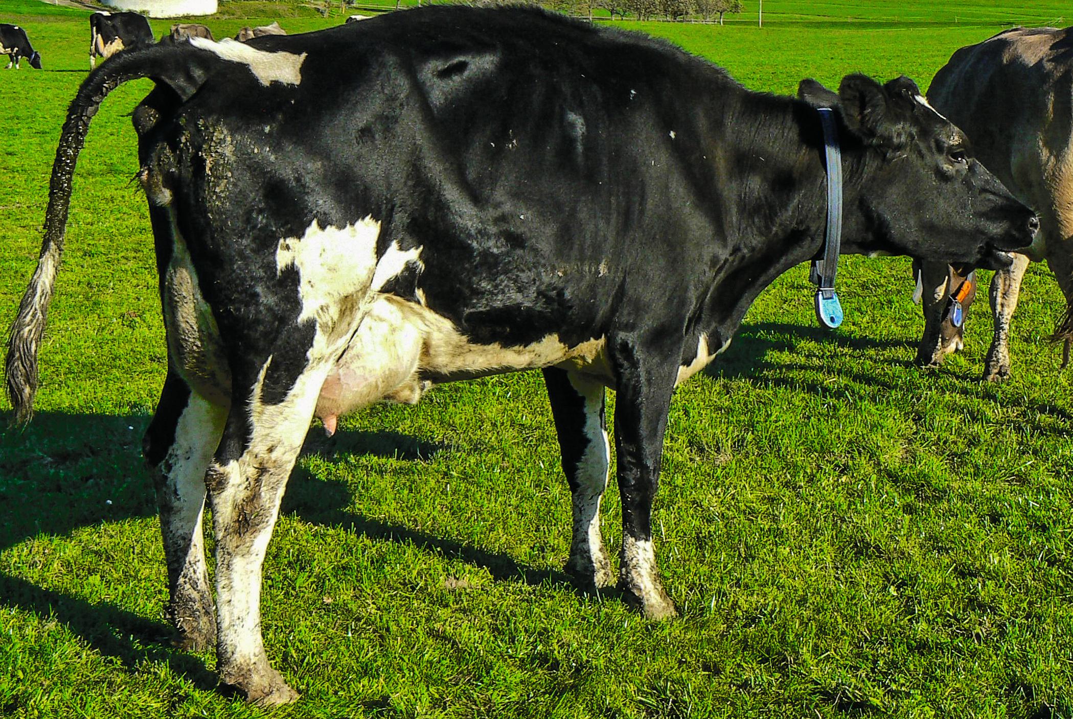La vache éloigne la queue de son corps.