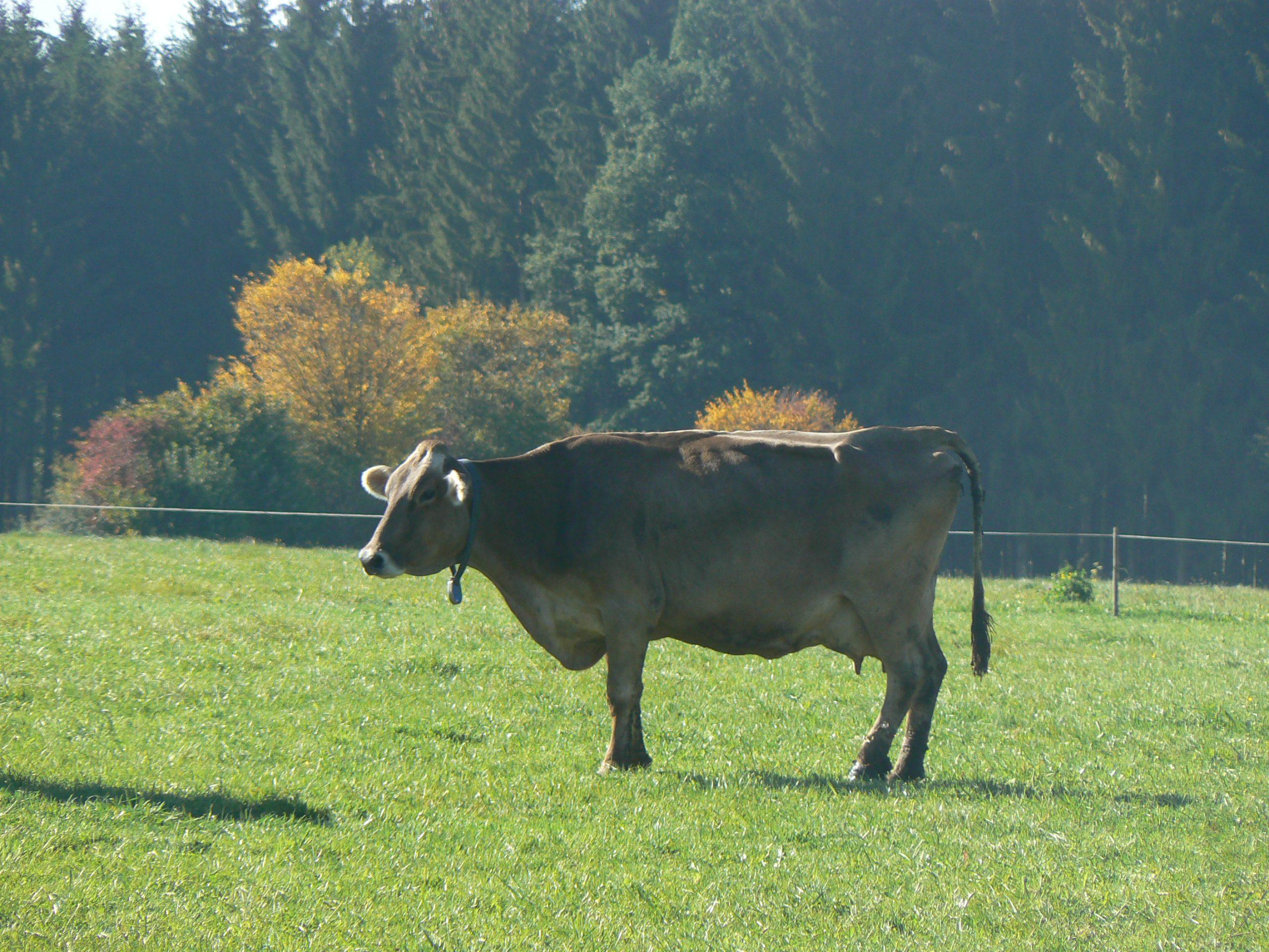 Cette vache ne met pas de poids sur la patte malade.