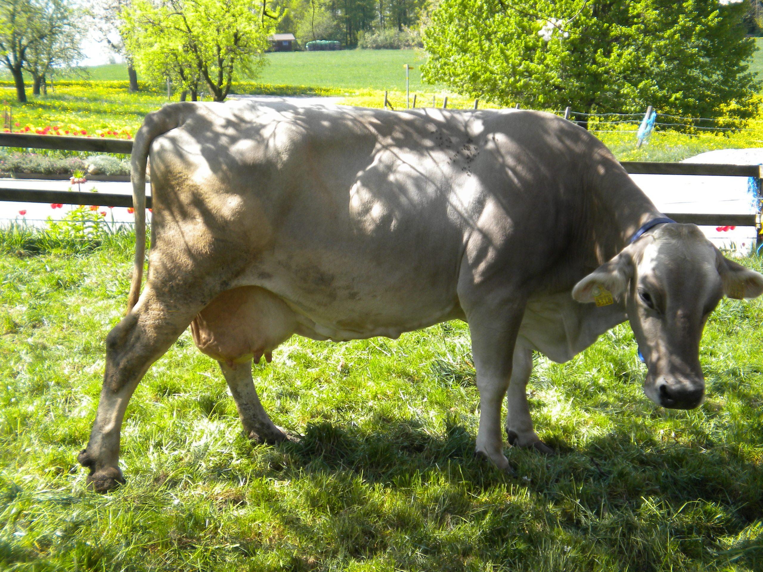 Cette vache a mal en soulevant sa patte arrière.