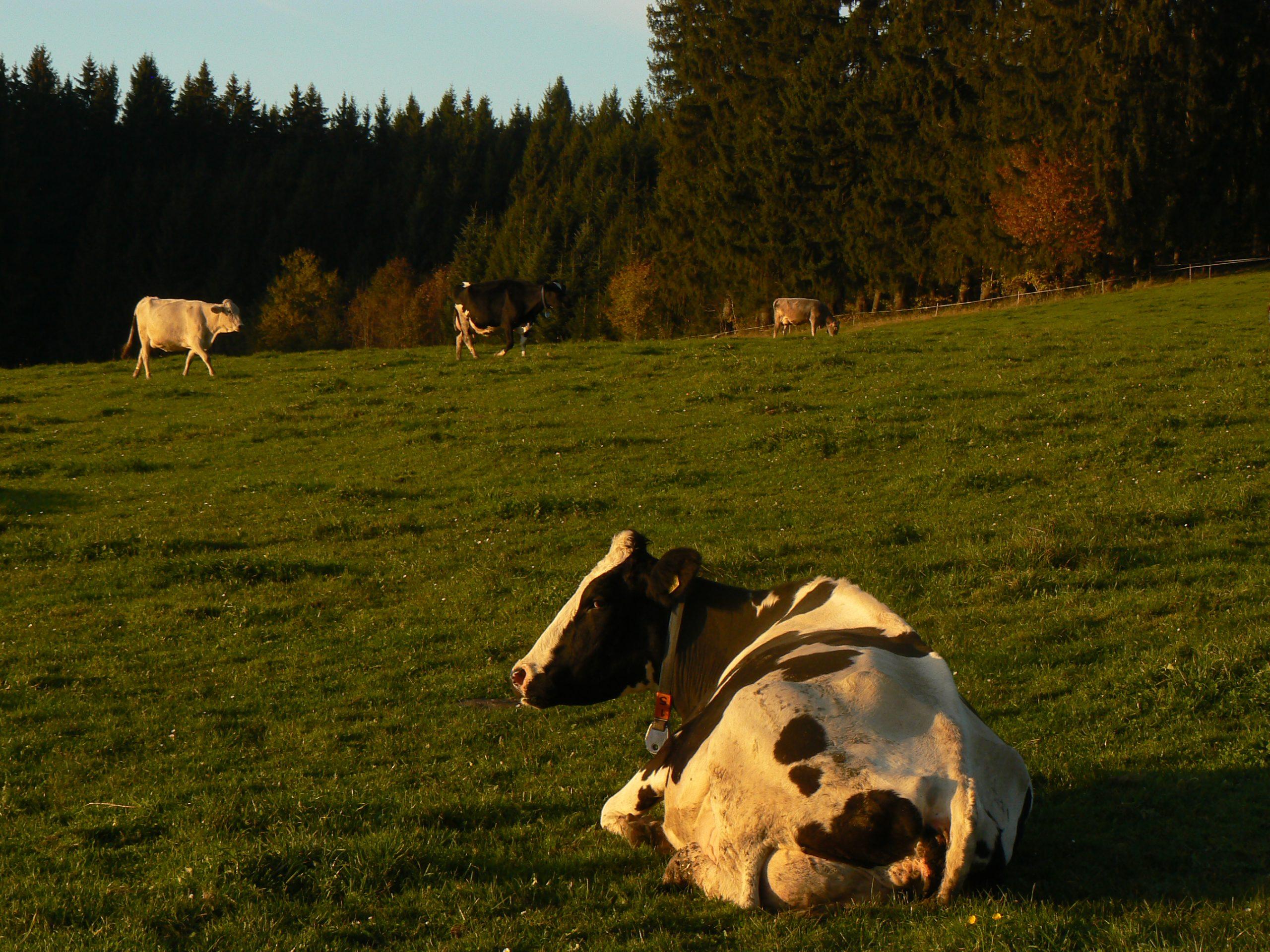 Cette vache est couchée à part. Elle évite ainsi de bouger.