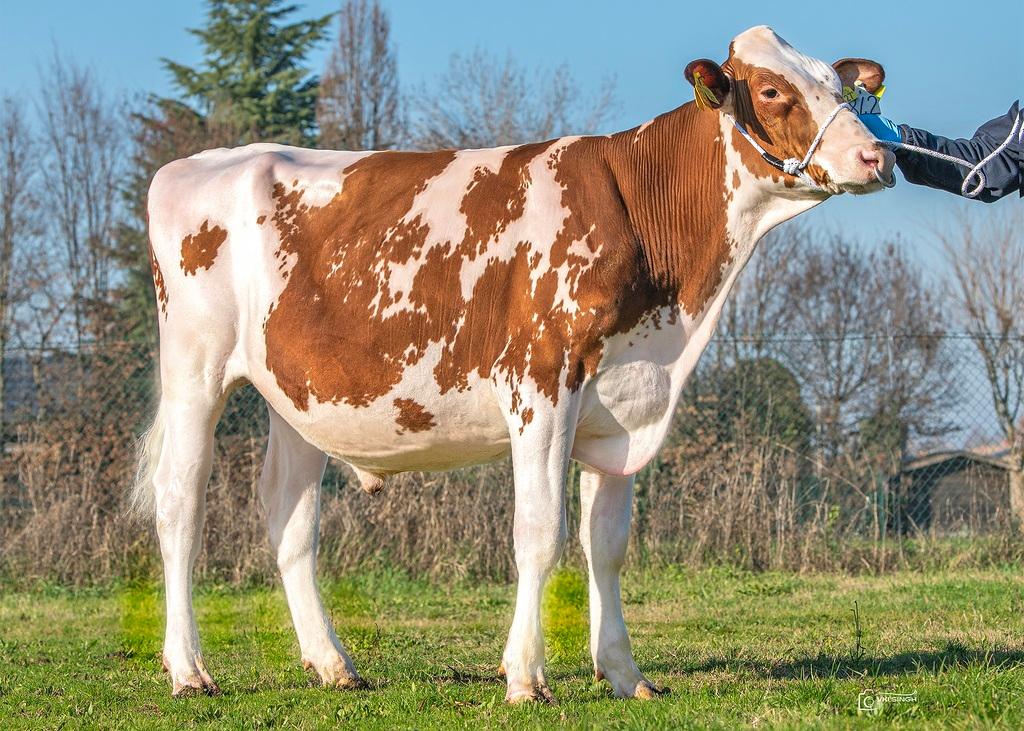 ARJO-ET s’impose comme un taureau Red Holstein polyvalent, facile à accoupler, avec un fort potentiel laitier, d’excellentes valeurs fonctionnelles et une conformation équilibrée. Il occupe la 1re place au Canada.