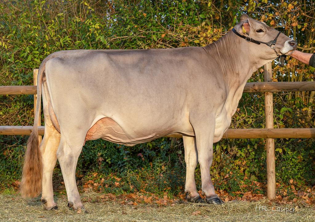 AR-Stricker's Omar RUBINA