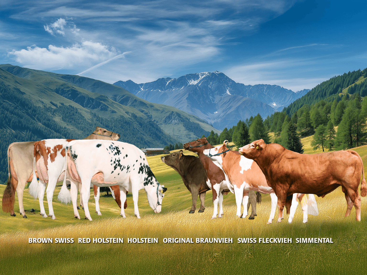 Die Zuchtwertschätzung April 2026 bringt Stabilität bei Brown Swiss und Original Braunvieh, neue Impulse durch Stiere sowie Anpassungen bei ISET und Basiswerten für Red Holstein, Holstein, Simmental und Swiss Fleckvieh. Details in vier Videos.