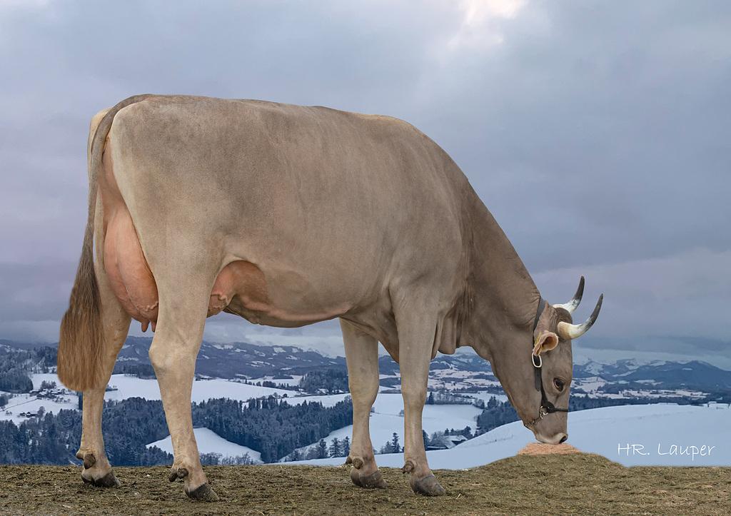 Swissgenetics setzt Bürgler’s Harpune HEINZ als neuen OB-Prüfstier ein: ein leistungsstarker Zweinutzungstyp mit hervorragender Eutergesundheit, starkem Exterieur und langlebiger Kuhfamilie.