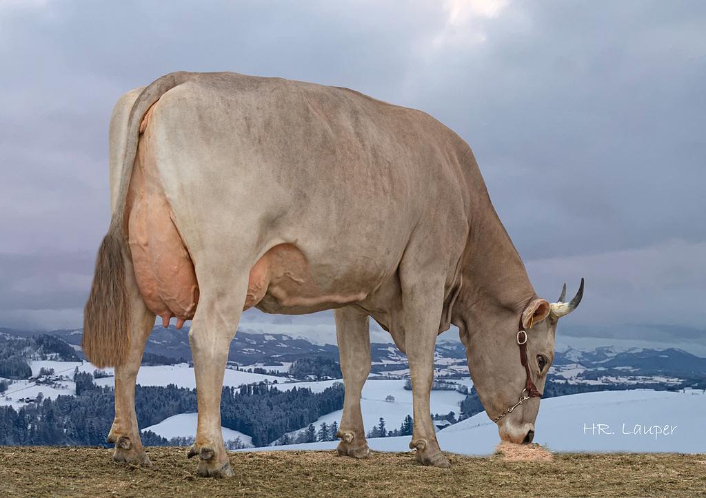 Bürgler's Lordan URMI