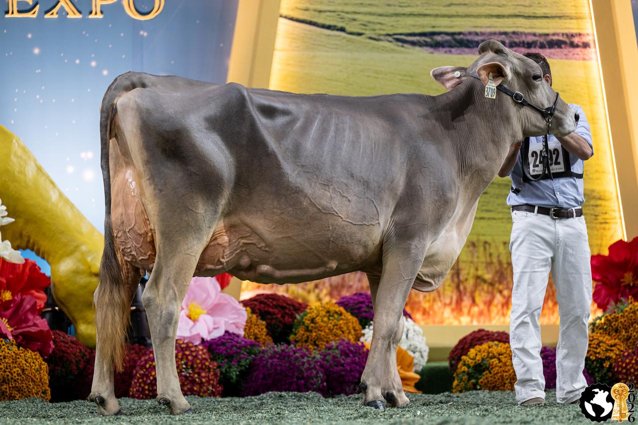 Schweizer Brown-Swiss-Genetik dominierte die World Dairy Expo 2026: Töchter von Swissgenetics-Stieren erreichten Spitzenplätze in fast allen Klassen. Besonders HUGE SG prägte die Schau mit der Reserve Champion DAMARA.