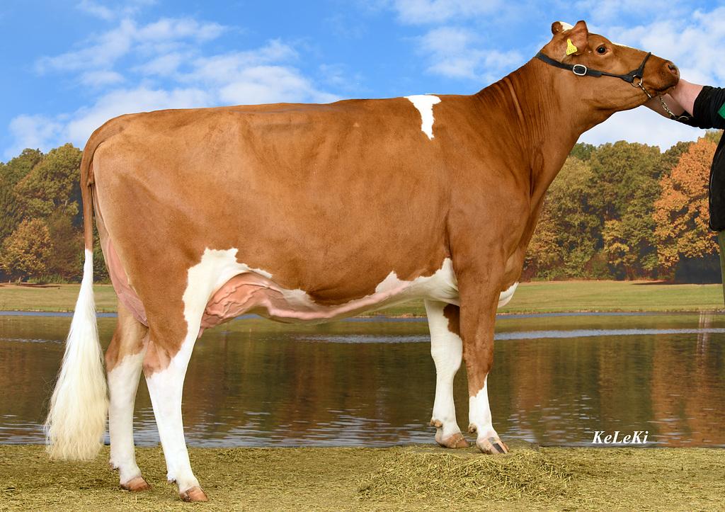 Swissgenetics lanciert vier neue Swiss-Fleckvieh-Prüfstiere mit starken Leistungs-, Fitness- und Exterieurwerten. CYPRIEN, FALCO P, KODYAK und MAN PP bieten zudem gute Eutermerkmale, Hornlosigkeit und gesextes Sperma.