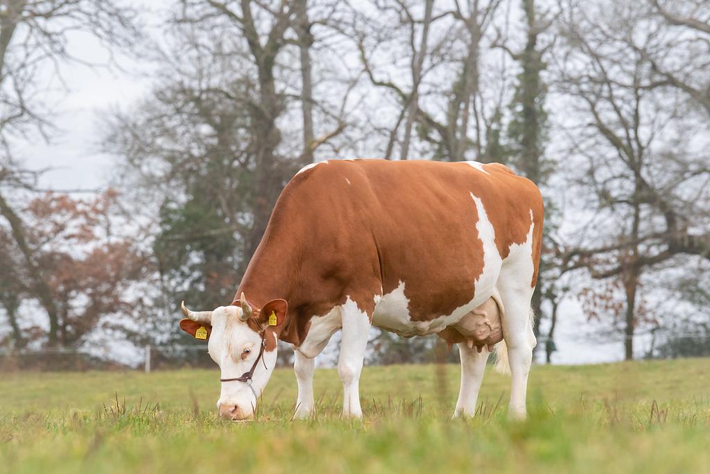 Christen Colino ALINE GM, eine 11-jährige Simmental-Kuh, überschreitet 100'000 kg Milch. Sie überzeugt mit hoher Leistung, Fruchtbarkeit und starker Genetik und ist die Mutter des Spitzenvererbers Cyrill APACHE.