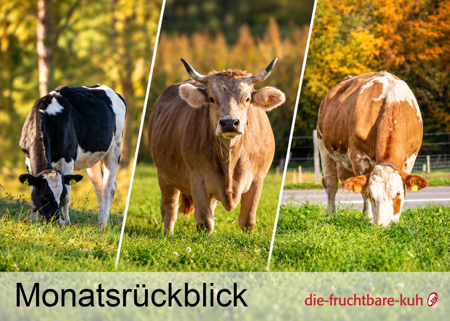 Herbstliche Risiken im Kuhstall: Pansenblähung vorbeugen, Harnstoffwerte im Blick behalten und Rinderläuse früh erkennen. Entscheidend sind angepasstes Futter, regelmässige Kontrollen und rasches Handeln.