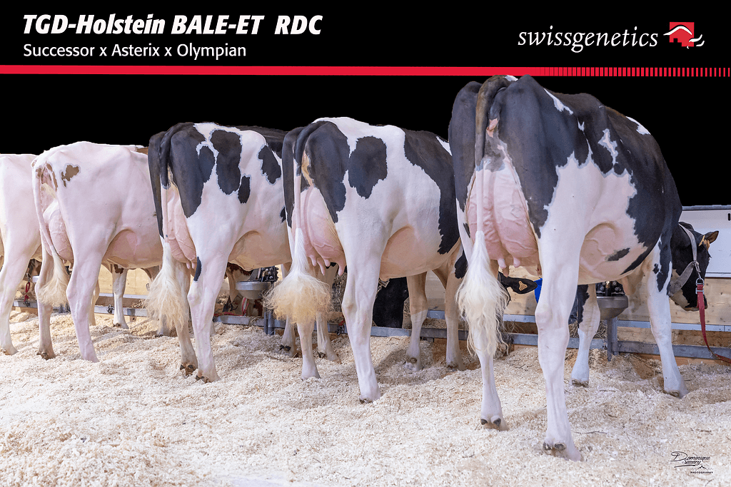 Le groupe exposé de TGD-Holstein BALE-ET RDC.
