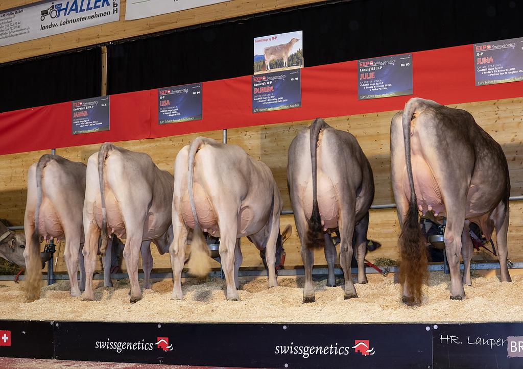 Töchtergruppe von GoldHill Huge Sg JJ P