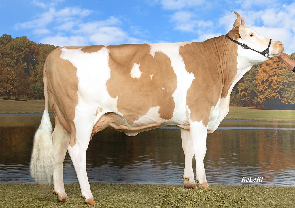 Schönste Simmentaler Kuh: Niesen BB FARA