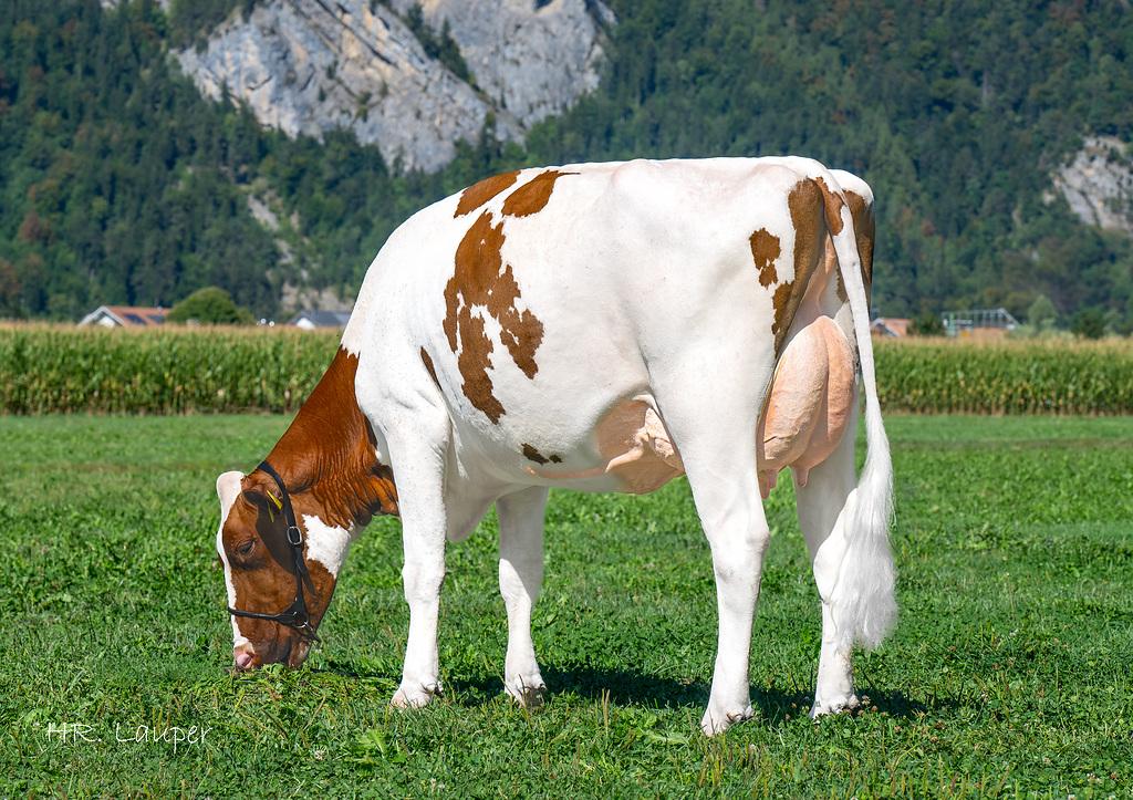 SANO P und SILVANO-ET steigen dank solider Nachzucht in den Zweiteinsatz auf. SANO P überzeugt mit hoher Milchleistung und starken Eutern, SILVANO-ET mit ausgeglichener Leistung, Melkbarkeit und ruhigem Charakter.