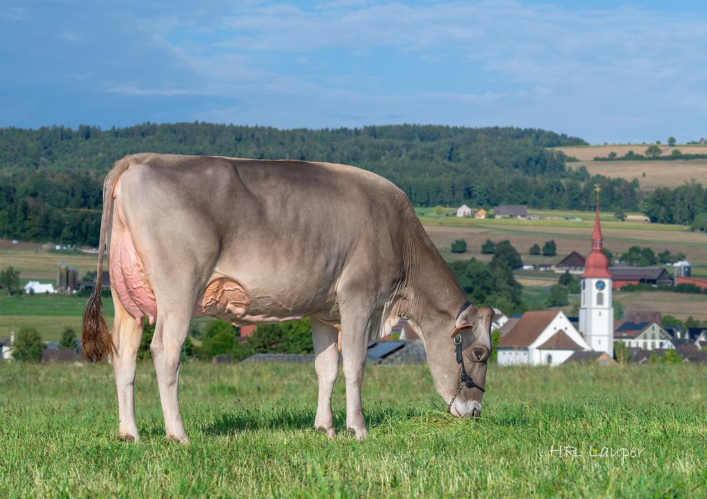 SUNDAY P, CAVRAL-ET und HALANO P sind neu klassiert: Sie überzeugen mit hoher Milchleistung, starken Fitnesswerten und Exterieur, insbesondere Eutergesundheit und Euterqualität.