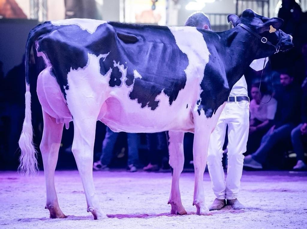 Illens Showking AGACE