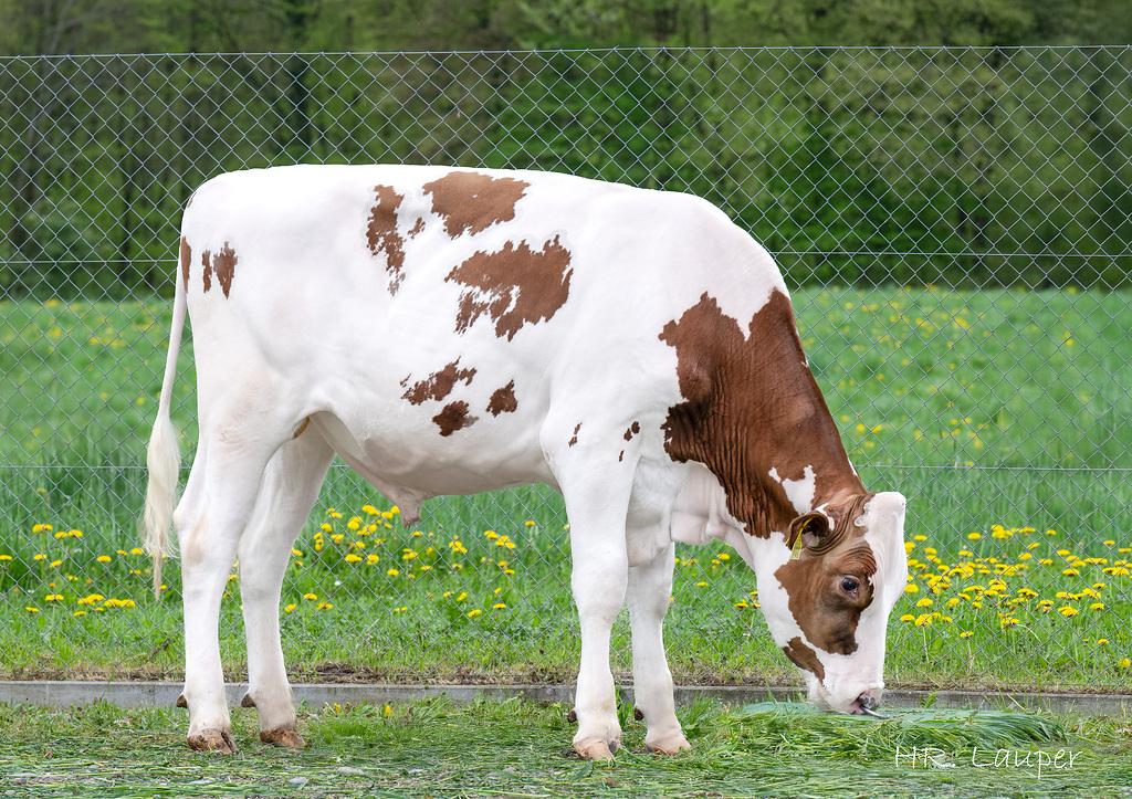 Drei neue Red Holstein-Jungstiere erweitern das Angebot: ASSYRO-ET, NEW-YORK-ET und LEWIS-ET überzeugen mit hoher Milchleistung, positiven Inhaltsstoffen, starken Exterieurwerten und guten funktionellen Merkmalen aus bewährten Kuhfamilien.