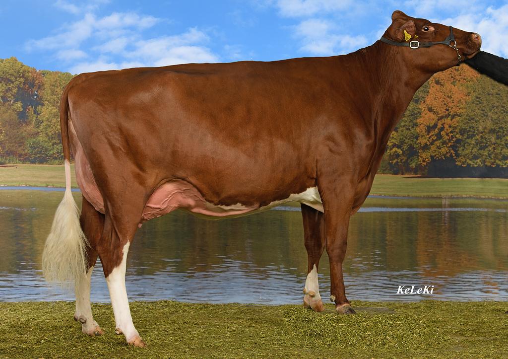 Champion: Hamilton KYLA P