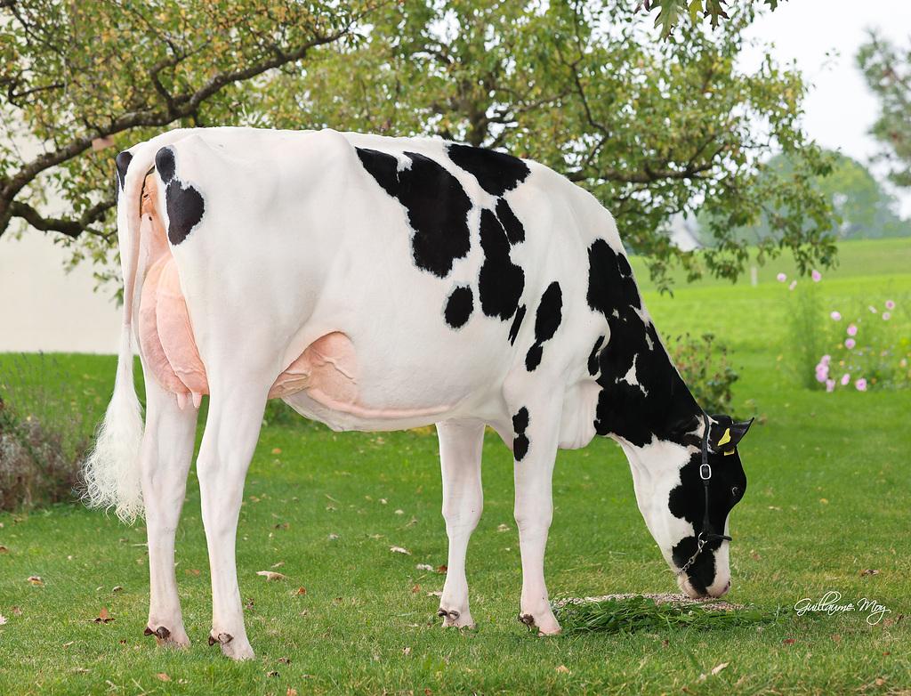 La Waebera Showking CANNELLE