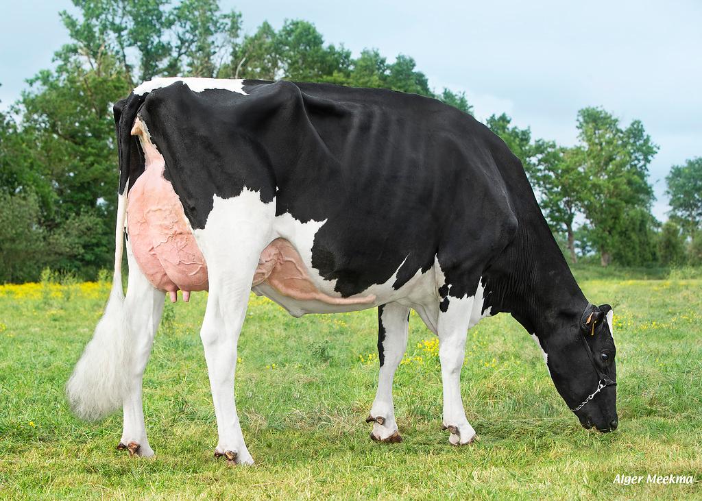 ALENCIO ist ein gesexter Vererber für Bio-Betriebe mit hoher Milchleistung, starkem Exterieur und soliden Gesundheitswerten. Er überzeugt durch breite Brust, gute Hinterbeine und stammt aus einer leistungsstarken, bewährten Linie.