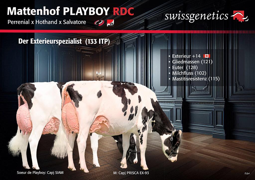 PLAYBOY Red Holstein überzeugt mit renommierter Abstammung, 133 ITP und 128 im Euter. Als Exterieurspezialist mit starker Mastitisresistenz und gutem Milchfluss eignet er sich ideal für leistungsstarke, langlebige Herden.