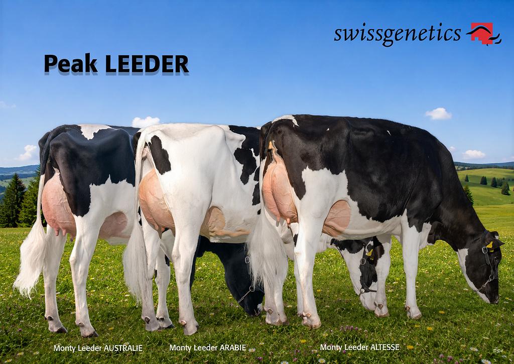 Peak LEEDER-ET erreicht in der Schweiz Rang 4 nach ISET (1383) mit + 1300 kg Milch, starken Inhaltsstoffen und 124 ITP. Seine mittelgrossen Töchter überzeugen durch Funktionalität, solide Gliedmassen, gutes Euter und angenehmen Charakter.