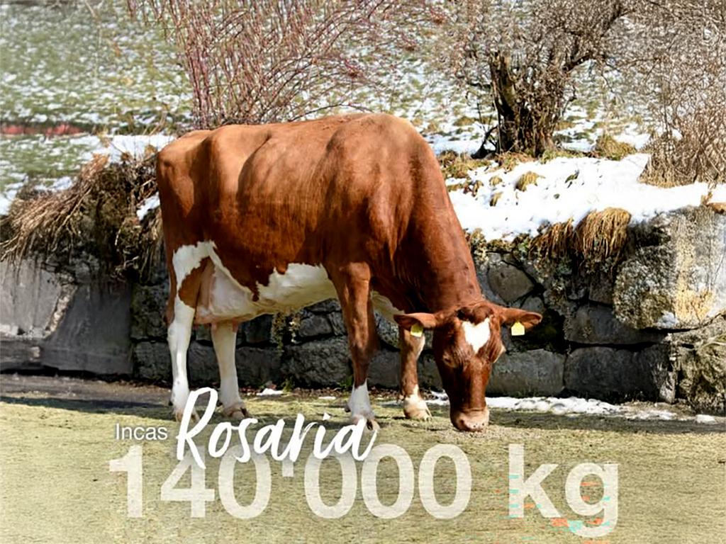 ROBIN PP, reinerbig hornloser SF-Stier, überzeugt mit leistungsstarken ersten Töchtern. Seine Urgrossmutter ROSARIA EX-91 erreichte über 141’000 kg Lebensleistung mit 15 Abkalbungen. Auch die Nachkommen zeigen grosses Potenzial für steigende Milchwerte.