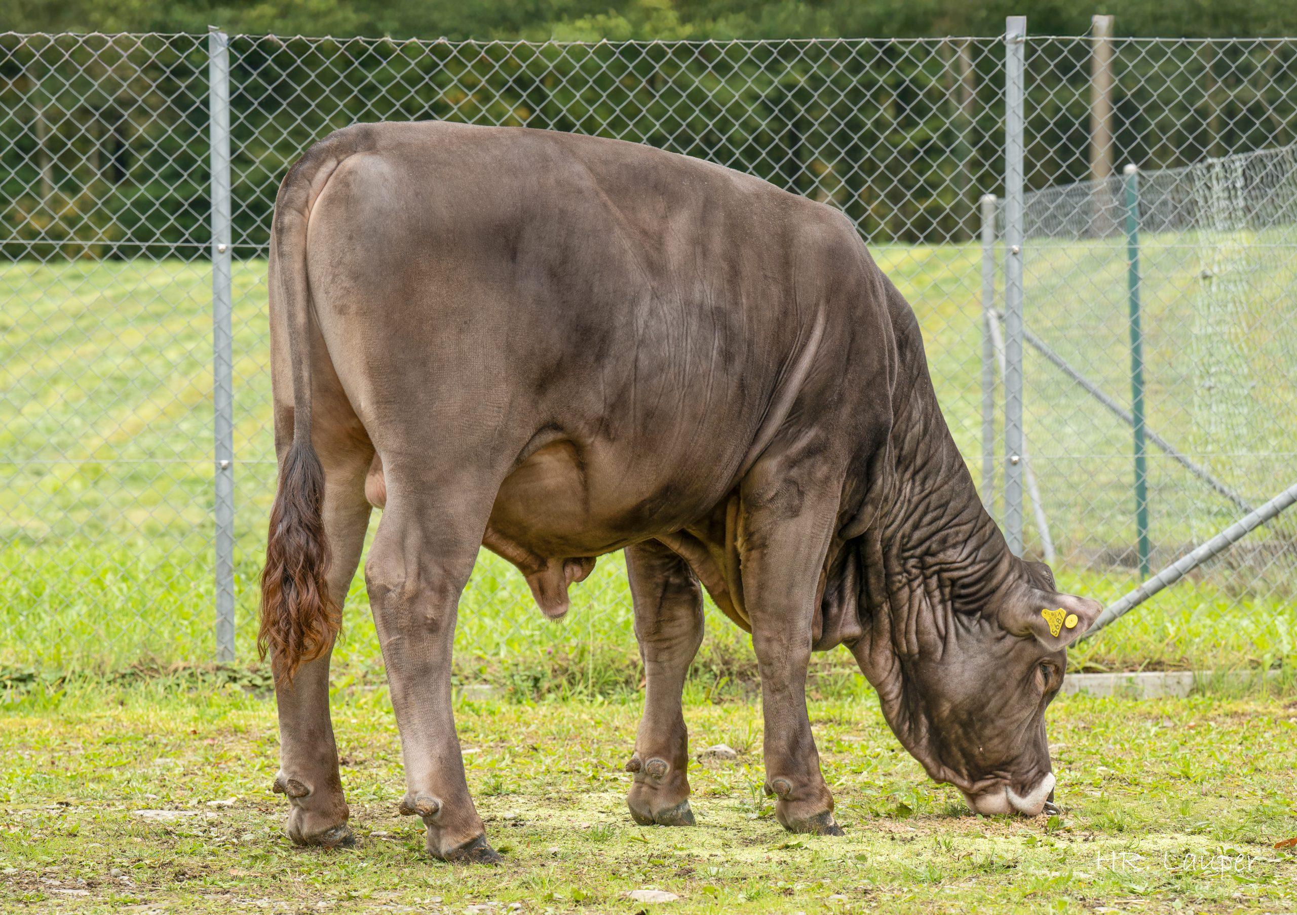 Vielseitiger Jungstier PARIS mit Top-Genetik, hoher Milchleistung und exzellentem Exterieur. Ideal für nachhaltige Doppelnutzung in der Tierzucht.