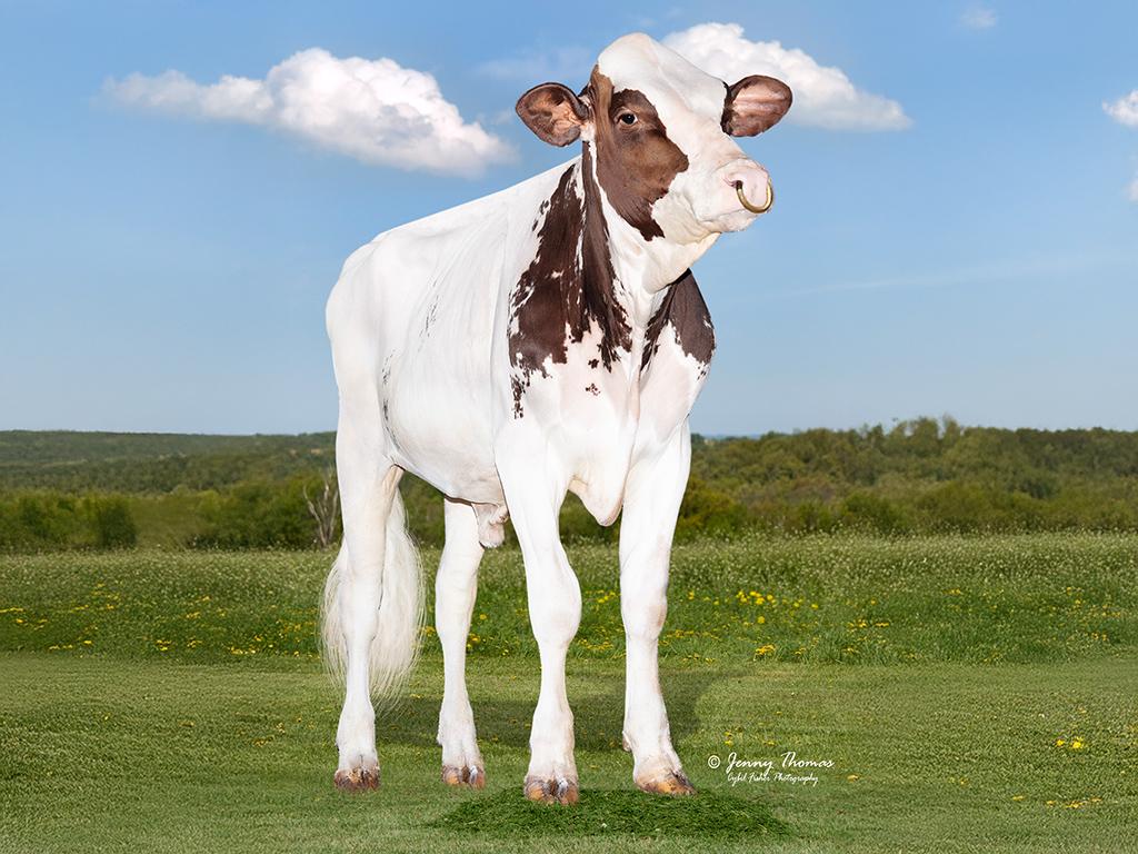 DAX-ET ist als gesexte Dose im Standardangebot erhältlich. Der erste rote Stier aus der Have-Not-Familie überzeugt mit über 1’500 kg Milch, starkem Exterieur, sehr guten Fitnesswerten und einem GTPI von 2’927.