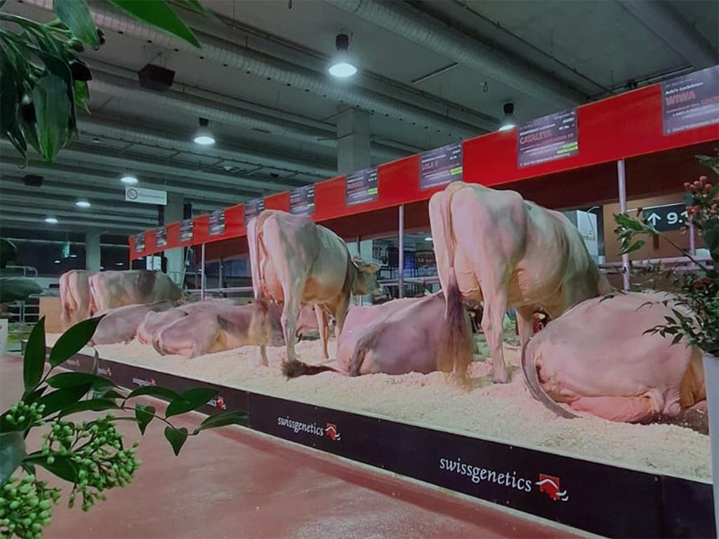 An der Tier&amp;Technik 2026 präsentierte Swissgenetics ein starkes Nachzucht-Schaufenster mit Brown-Swiss- und OB-Töchtern. Mehrere Tiere gewannen Spitzenplätze und Titel an der Original-Braunvieh-Schau sowie der IGBS-Rangierung.