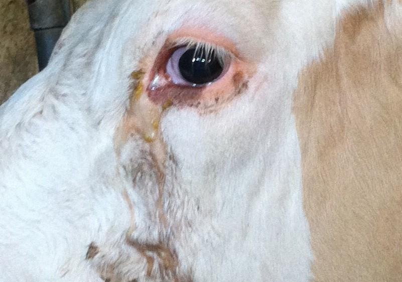 Le «Pink Eye» est une kératite contagieuse des bovins, favorisée par UV, mouches et blessures. Elle provoque douleur, larmoiement et risque de cécité. Détection précoce, isolement, soins et prévention sont essentiels.