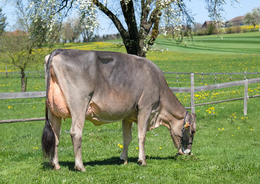 Die Zuchtwertschätzung im April bestätigt Brown-Swiss-Spitzenleistungen: GUY überzeugt als höchster geprüfter Inlandstier mit Top-Fitness und Milch, BENJI punktet mit Milch und Exterieur, und RASIMUS stärkt Doppelnutzung, Eutergesundheit und Exterieur.