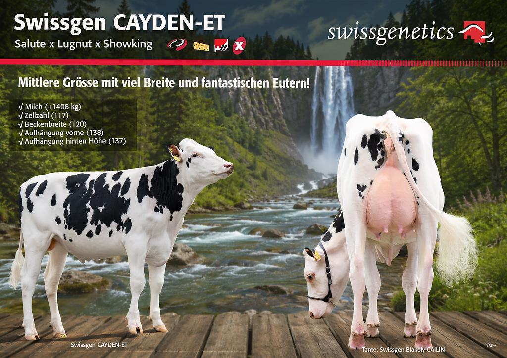 CAYDEN-ET überzeugt als breiter Holstein-Stier mit hohem BCS, + 1’408 kg Milch und guten Zellzahlen. Er vererbt starke Lenden sowie hervorragend aufgehängte Euter und kombiniert Leistung mit exzellentem Exterieur.