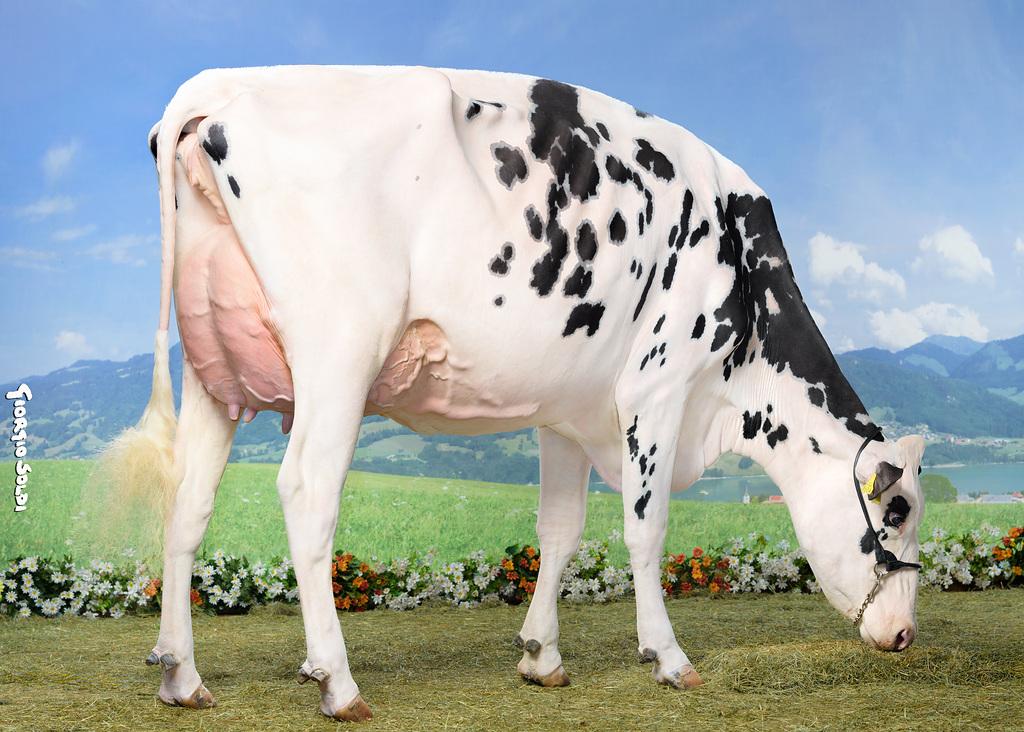 Swissgen Showking VELSA SG