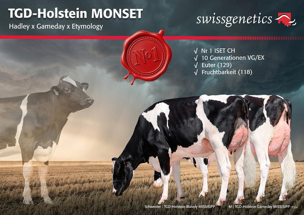 MONSET ist mit ISET 1’504 der höchste Schweizer Stier. Er überzeugt mit starken Euteranlagen, Breite, Fruchtbarkeit und Gesundheitsmerkmalen und ist gesext im Standardangebot erhältlich.