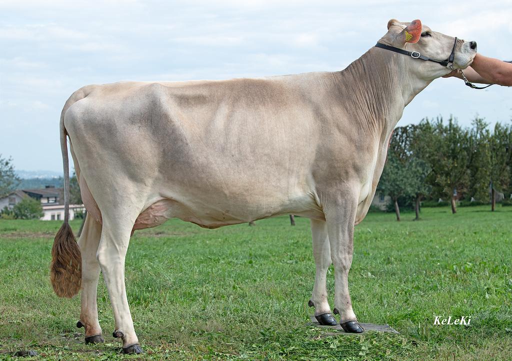 TM Dairy Brando BRAILA