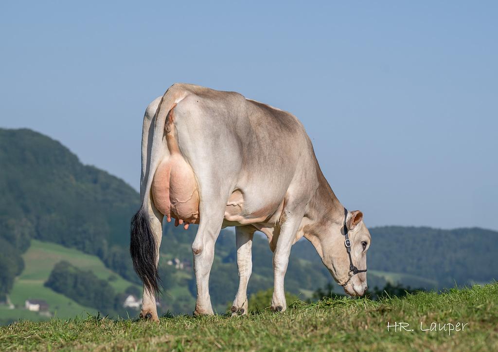 Vier neue Brown Swiss-Jungstiere ergänzen im Herbst das Angebot: DUKE, CALEB PP, SNIPER und SONG P-ET vereinen hohe Milchleistung, Fitness und funktionelles Exterieur. Prüfbetriebe profitieren von Vorteilen auf Samen.