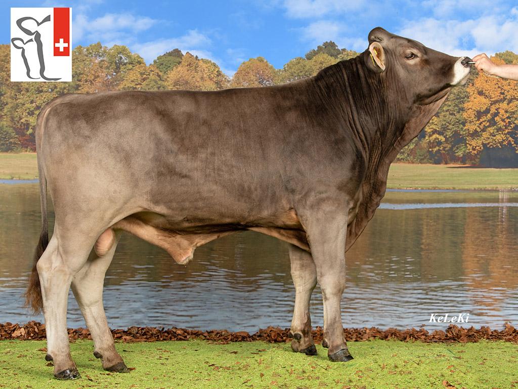 ZARINO atteint un IVF de 110 et est désormais reconnu par Vache mère Suisse. Ce taureau de race Brune d’origine se distingue par ses qualités fonctionnelles, ses bonnes performances carnées et un excellent taux de fécondation.