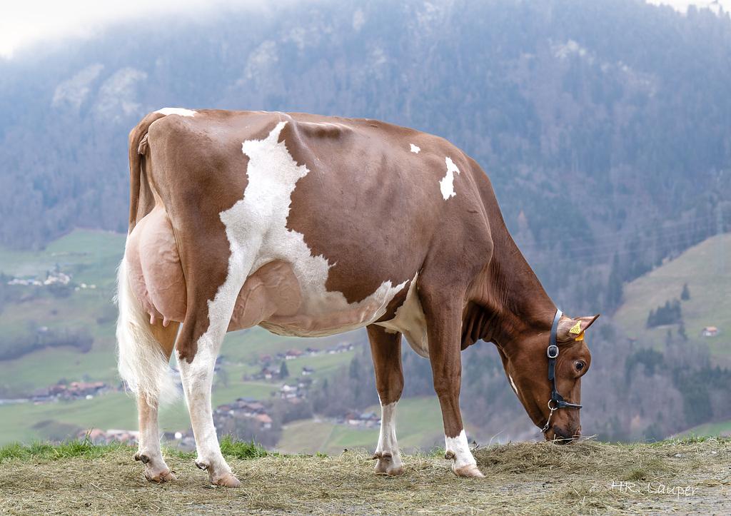 Zurbrügg's Elias ELAYA