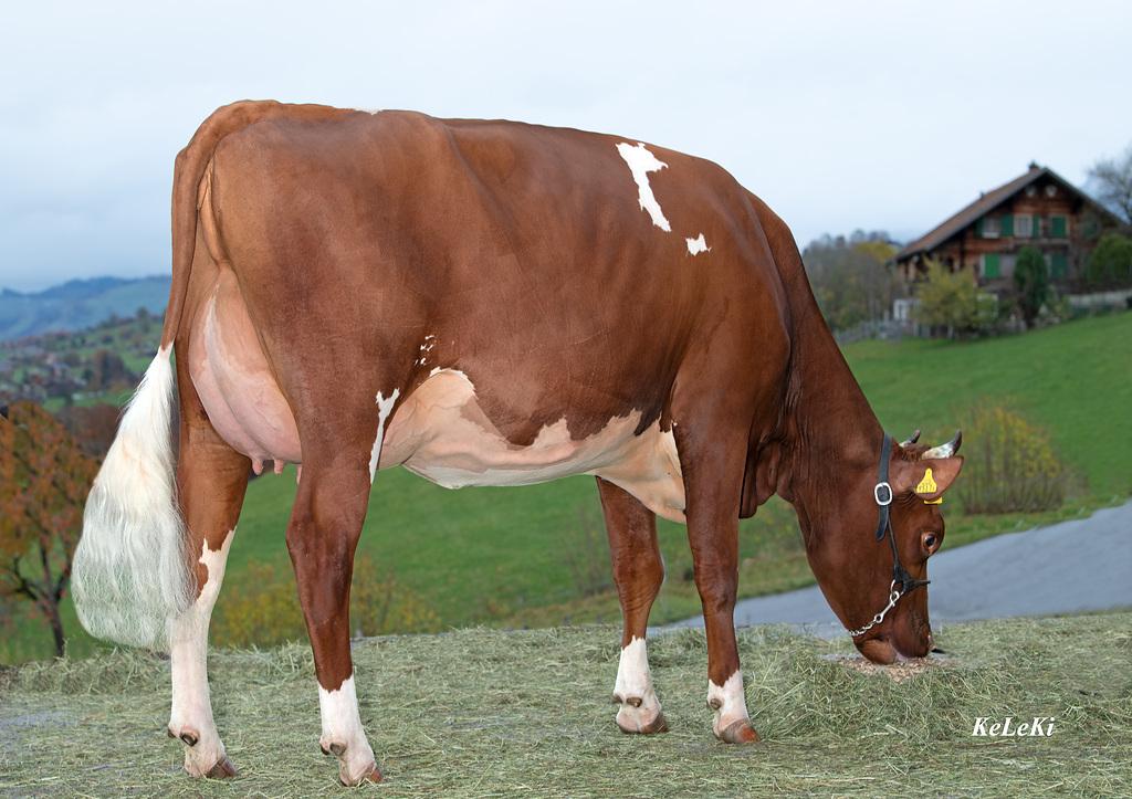 ELIAS, nachzuchtgeprüfter Swiss Fleckvieh-Stier, überzeugt mit hohem Zuchtwert, starken Exterieurmerkmalen und vielversprechenden Töchtern, die bereits bei Wettbewerben beeindrucken.