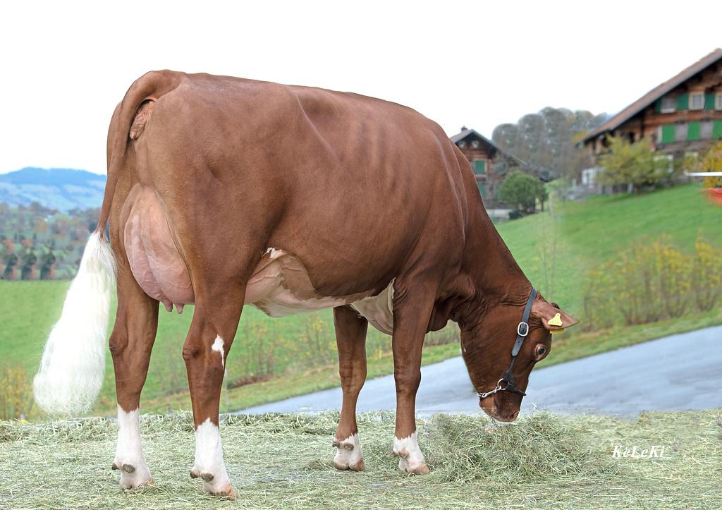 Zurbrügg's Elias KARINA