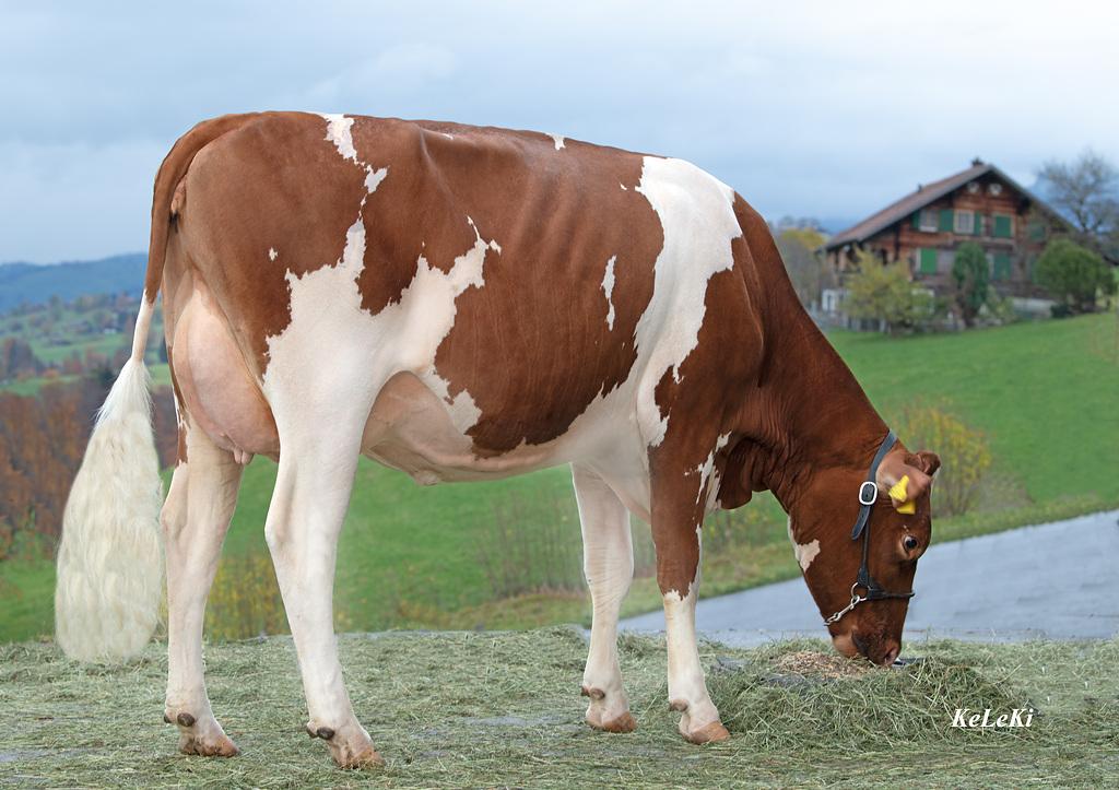 Zurbrügg's Elias QUANITA