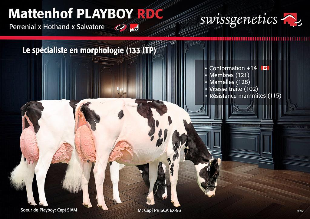 PLAYBOY, famille et morphologie fantastique! PLAYBOY, issu d’une lignée prestigieuse avec AMARANTE, séduit par son excellent extérieur (133 ITP), sa mamelle remarquable (128) et ses solides qualités fonctionnelles, notamment en résistance aux mammites, pour des troupeaux performants et durables.