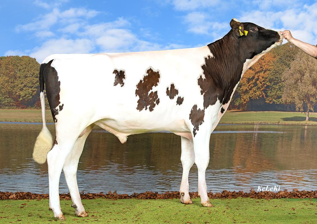 TGD-Holstein BRIATUS P (Mcdonald x Jackpot x Asterix) BRIATUS P ist der Red Holstein-Stier mit der höchsten Note für die Euteranlage. Er vererbt ideal geneigte Becken, solide Lenden sowie sehr gute Gliedmassen. Er weist gute Zuchtwerte für die Inhaltsstoffe und die funktionellen Merkmale auf. ✅ Euteranlage (132) ✅ Fett (+0.32%) ✅ Nutzungsdauer (123) ✅ Gliedmassen (121) ✅ Ohne ET Wilder RIKUS-ET (Ranger x Einstein x Imax) RIKUS-ET weist sehr gute Zuchtwerte für die Leistung und die funktionellen Merkmale sowie ein ausgeglichenes Exterieurdiagramm auf. ✅ Milch (+1'557 kg) ✅ Fett (+0.51%) ✅ Eiweiss (+0.14%) ✅ Nutzungsdauer (131) ✅ Zellzahlen (117) ✅