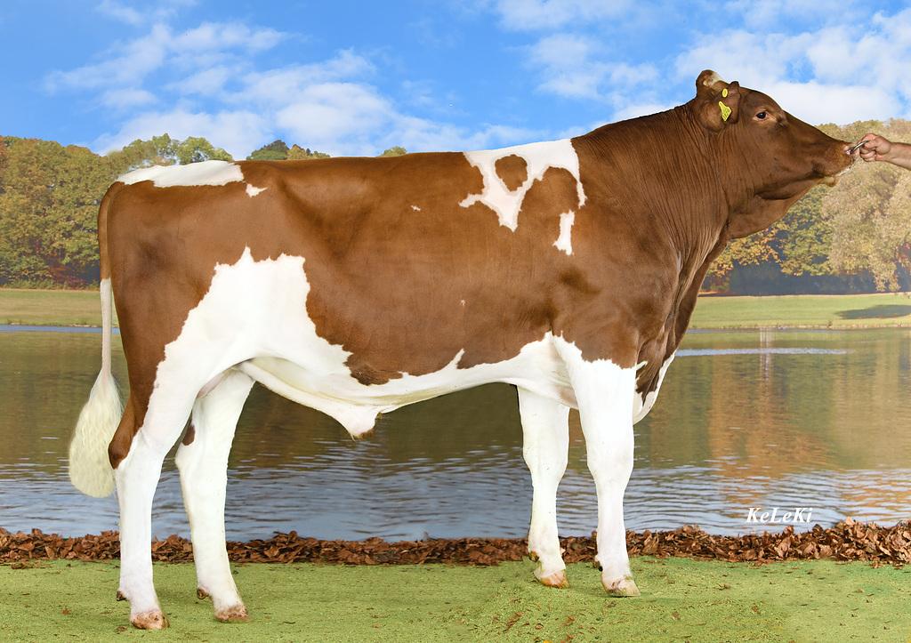 Entdecken Sie SPRINT, den kraftvollen Gulliver-Sohn mit über 800 kg Milch, jetzt mit gesexten Dosen über die Reservation verfügbar – ideale Wahl für hohe Leistung.